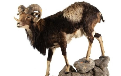 Tufted Sheep Trophy
