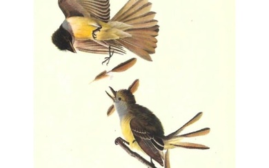 c1946 Audubon Print, #129 Crested Flycatcher