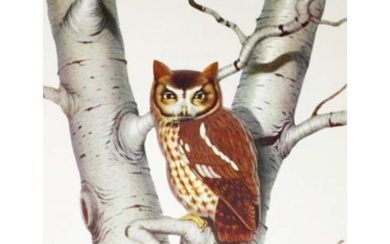 1950 Menaboni Bird Print, Screech Owl