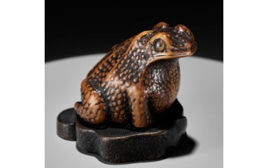 A LARGE AND UNUSUAL WOOD NETSUKE OF A TOAD