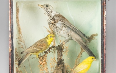 A LATE 19TH CENTURY TAXIDERMY DIORAMA OF BIRDS IN A GLAZED C...