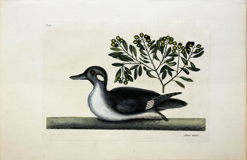 Catesby Engraving, The Little Brown Duck