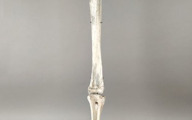 Elephant Bird - Tibia, Tarsus finely mounted on custom steel stand - Mullerornis sp. - 80×19.5×19.5 cm