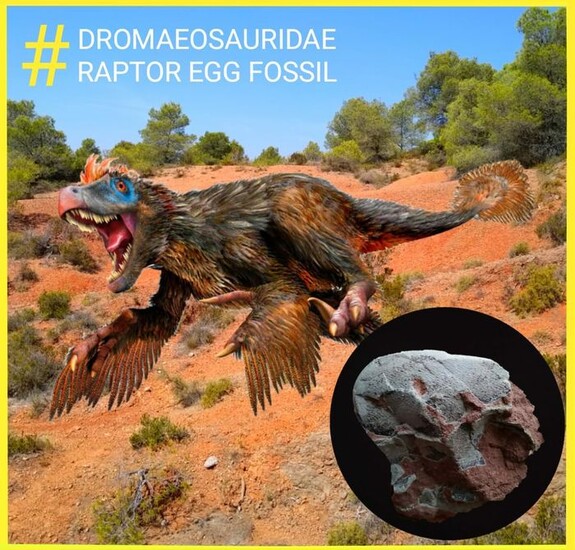 Fossil Dinosaur Egg, RAPTOR, Dromaeosauridae - Extremely Rare Piece - 7×4×2 cm