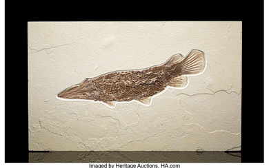 Fossil Gar Fish Lepisosteus simplex Eocene Green River Formation...
