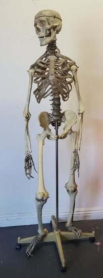 Life Size Full Body Skeleton on Stand