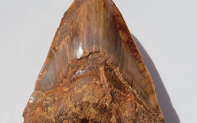 Megalodon - Fossil tooth - Carcharocles (Otodus) megalodon - 15.6 cm - 11.2 cm