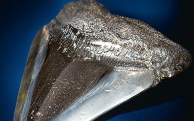 Megalodon fossil tooth - Fossil tooth - Carcharocles Megalodon - 91 mm - 78 mm