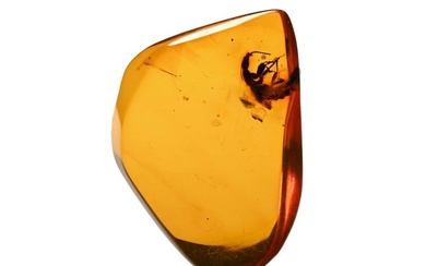Natural History - Insect in Polished Amber