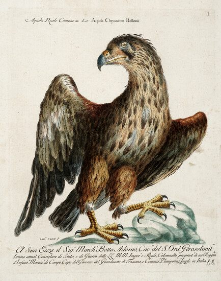 Saverio Manetti (Brozzi, 1723 - Firenze, 1784), Lotto composto di 4 tavole ornitologiche. 1767-1776.