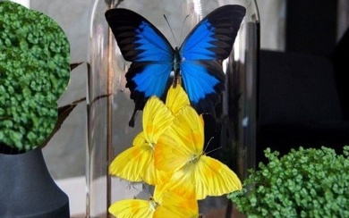 Sculpture, Blue emperor - 27 cm - Real butterflies under dome - 2019