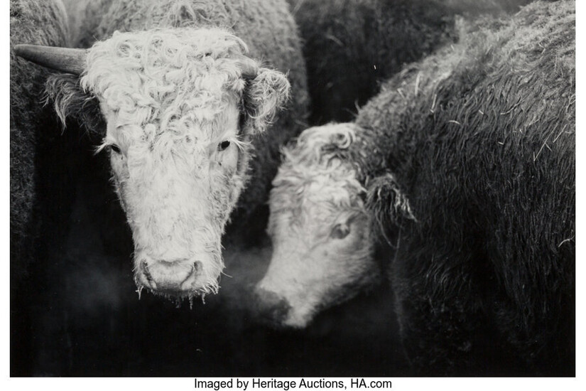 Steven Rifkin (b. 1954), Group of 5 Photographs of Livestock (1974)