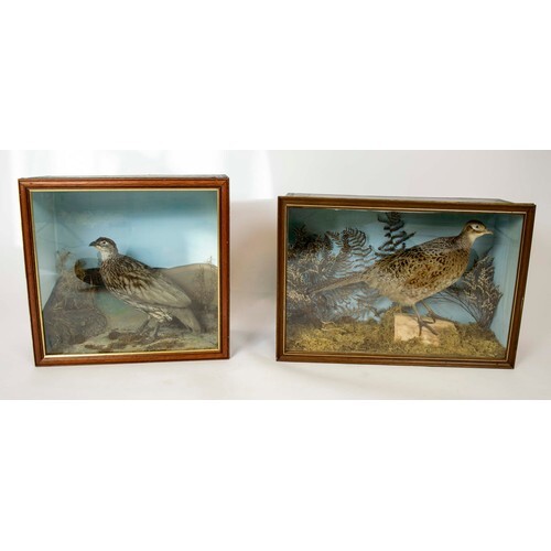 TAXIDERMY BIRDS, two, grouse mounted in display cases, 65cm ...
