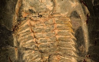 Top Rare Redlichia takooensis Trilobite