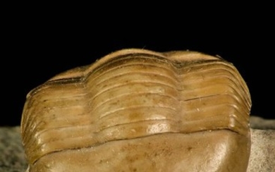 Trilobite - Finest Grade Rare Dysplanus centrotus