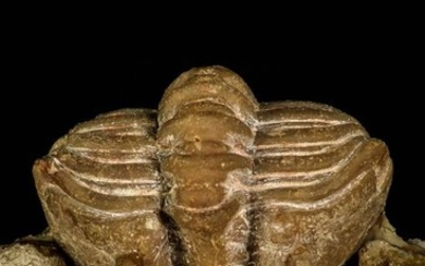 Trilobite - Top Rare Atractopyge woerthi