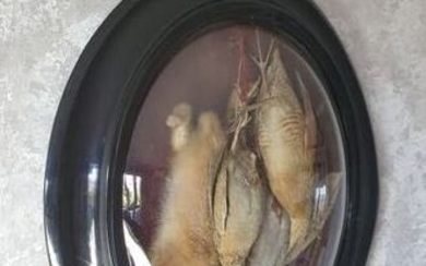 Very fine vintage Taxidermy Still-life in curved glass wall-case -with Partridge, Quail, Corncrake and Wild Rabbit -non-CITES species - 55×12×45 cm