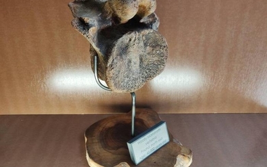 Woolly Mammoth - Vertebra - Mammuthus primigenius