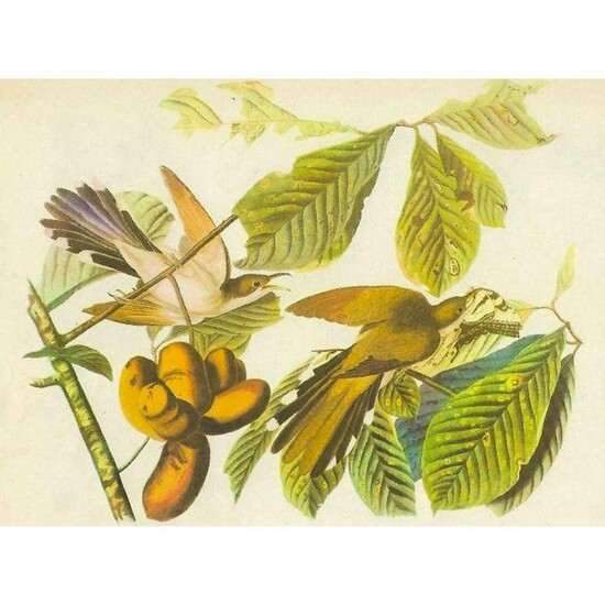 c1946 Audubon Print, Yellow-Billed Cuckoo