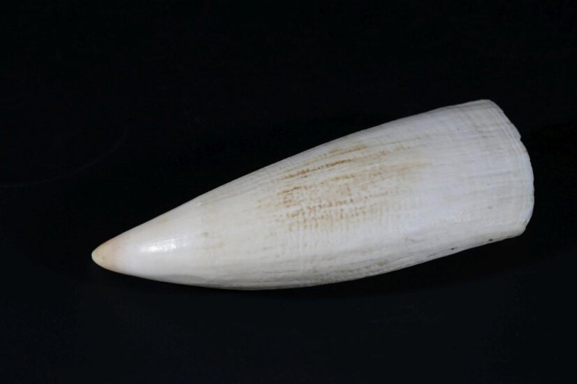 A Whales Tooth (L:16cm)