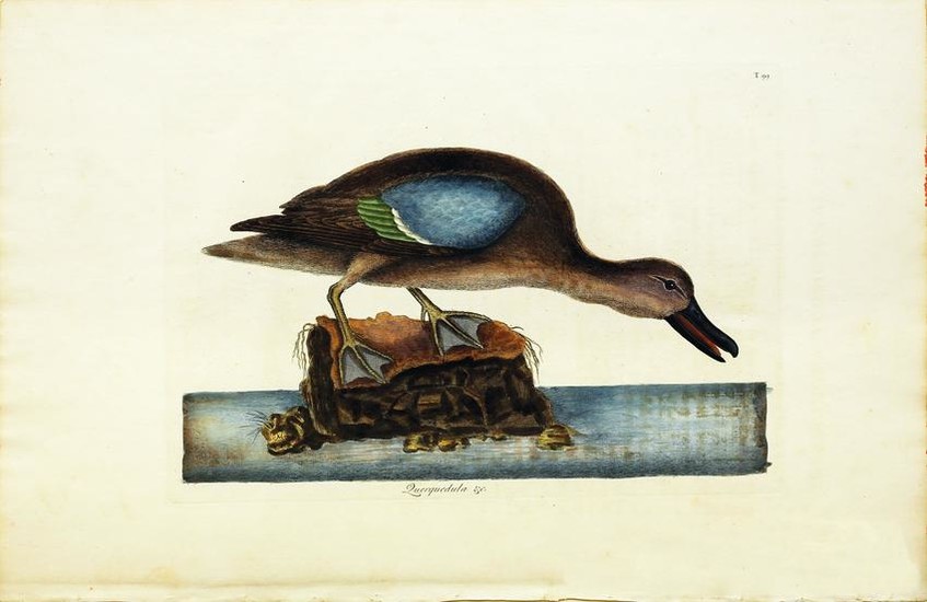 Catesby Engraving, The Blue-Winged Teal