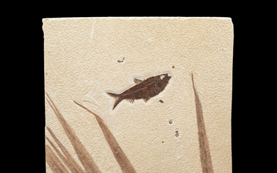 Fossil Fish Plate with Palm Fronds Diplomystus dentatus Eocene...