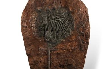 Natural History - Large Fossil Crinoid Plate