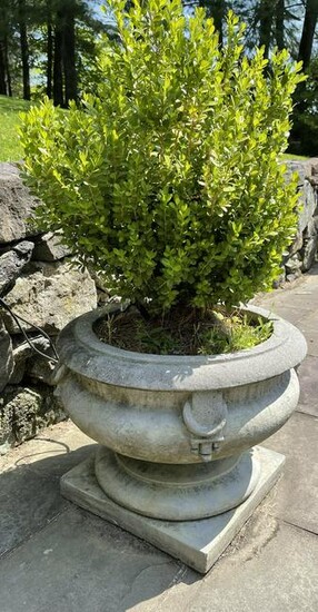 Pair Stone Concrete pedestal planters w Boxwoods