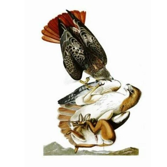 c1946 Audubon Print, #51 Red-tailed Hawk