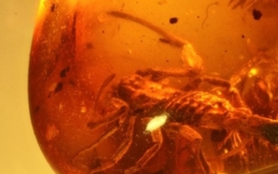 Oldest scorpion rarity from the DINO period - 8 mm