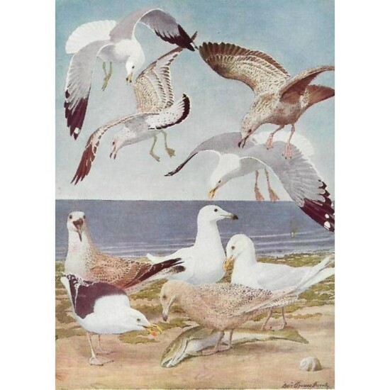 1936 Pearson Birds, Gulls