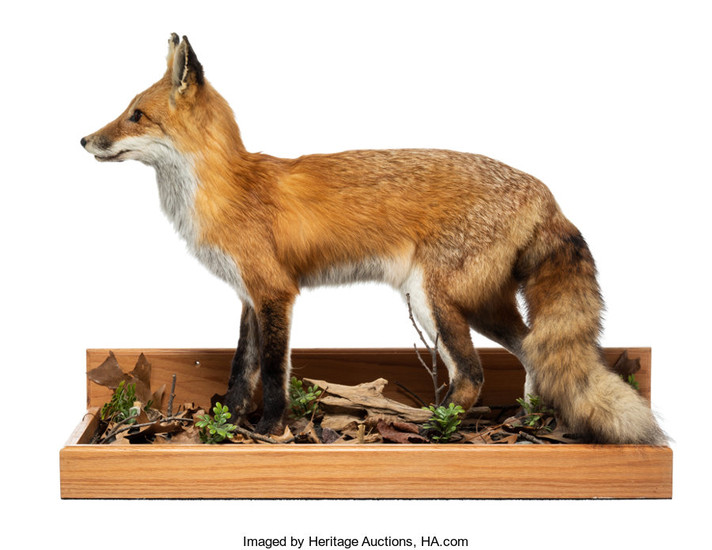 21195: An American Red Fox Full-Body Mount 22-1/2 x 29