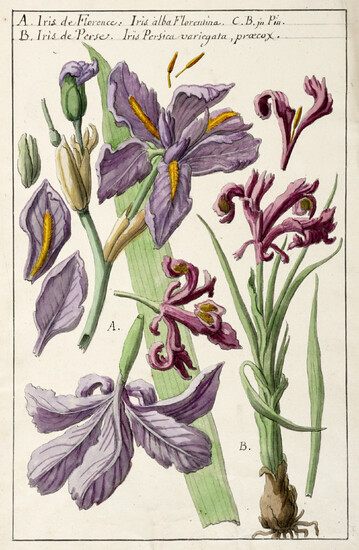 Anonimo francese del XVIII secolo, A. Iris de Florence: Iris alba Florentina /B. Iris de Perse. Iris Persica variegata, praecox.