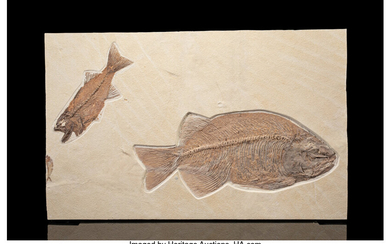 Fossil Fish Plate Phareodus encaustus, Mioplosus sp. & Diplomystus...