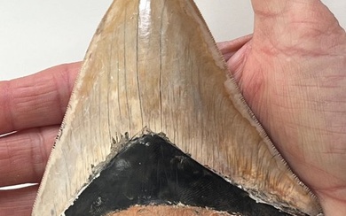 Large Megalodon Shark - 14,0 cm - Fossil tooth - Carcharocles megalodon (No Reserve Price)