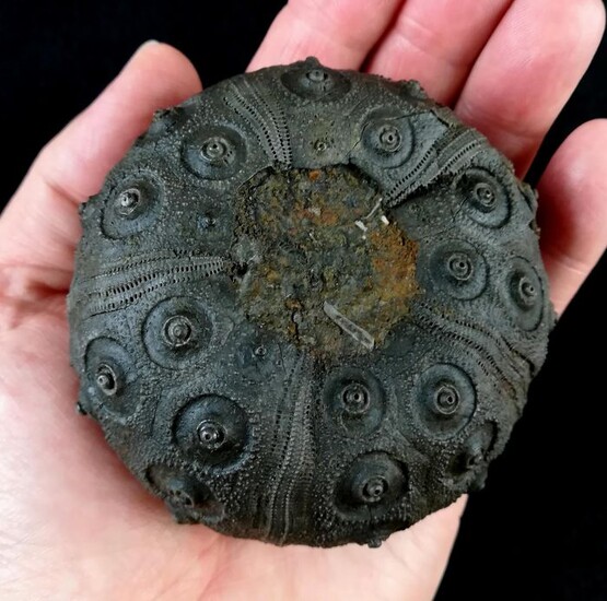 Impressive sea urchin, 81 mm !!! - Exceptional size !!! - Dickesicidaris turbeti(LAMBERT, 1933) - 81×77×55 mm