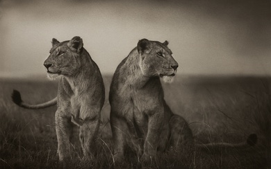 Nick Brandt, Lionesses Readying to Hunt, Maasai Mara