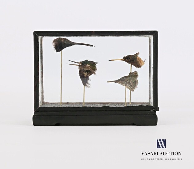 Quatre têtes de colibri (Trochilidae, non... - Lot 95 - Vasari Auction