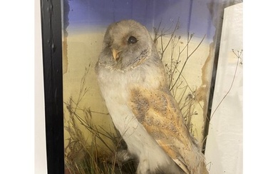 Taxidermy - Victorian glazed case encompassing Barn Owl with...