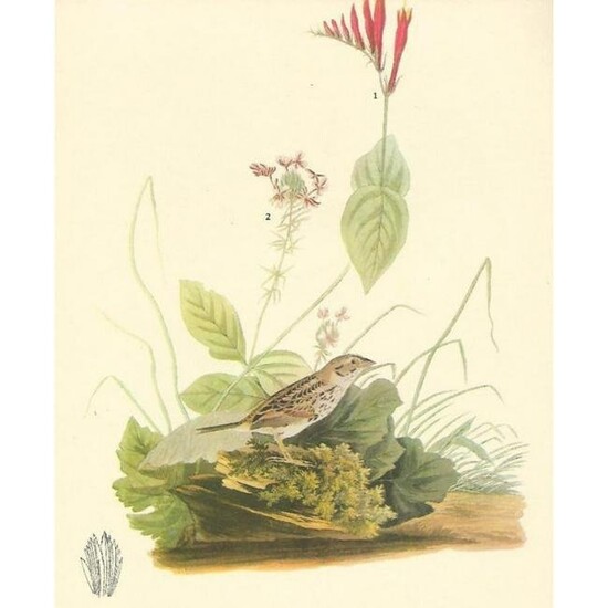 c1946 Audubon Print, #70 Henslow's Sparrow