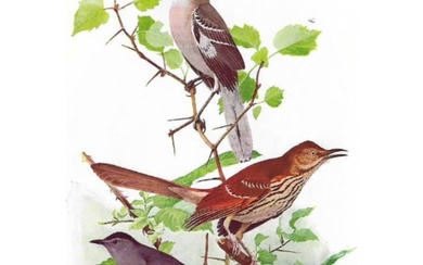 1936 Pearson's Birds Lithogaph, Mockingbird, Thrasher, Catbird