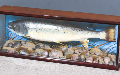 A Late 20th Century Taxidermy Study of an Atlantic Salmon...