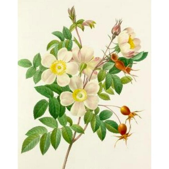 After Pierre-Jospeh Redoute, Floral Print, #130 Rosier
