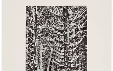 Ansel Adams (1902-1984), "Forest Detail, Winter," 1949