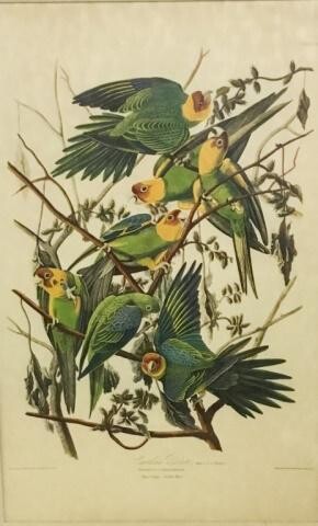 John James Audubon Print Carolina Parrot