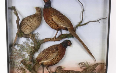 Lot details Rowland Ward, two pairs of 20th century taxidermy...