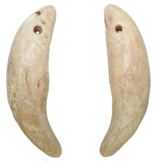 Two 3 7/8" Carved Shell Bear Tooth Effigy Pendants.