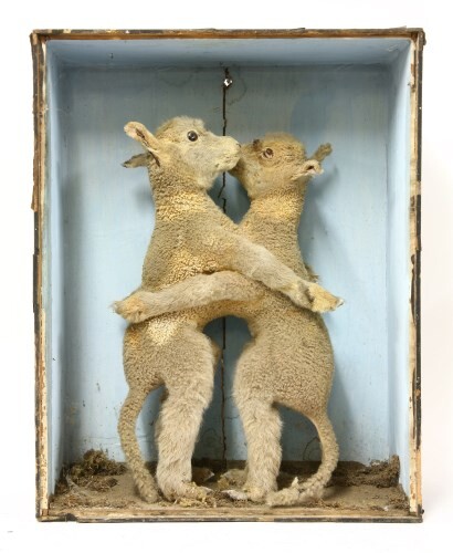 A PAIR OF CONJOINED LAMBS