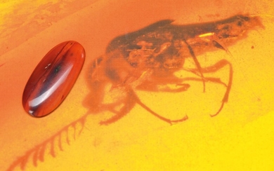 oldest amber of the dinosaurs-period of Burmese...