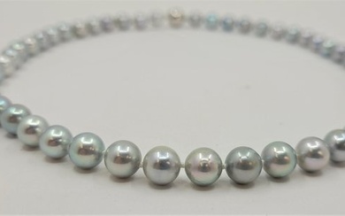 8x8.5mm Silvery Akoya Pearls - 925 Silver - Necklace